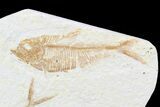 Double Diplomystus Fossil Fish - Wyoming #75987-2